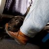 Emotional support dog bit AA flight attendant