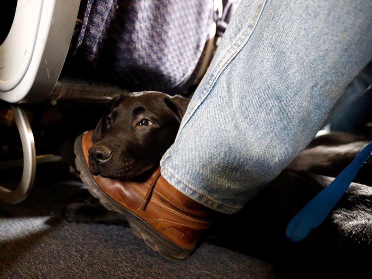 Emotional support dog bit AA flight attendant