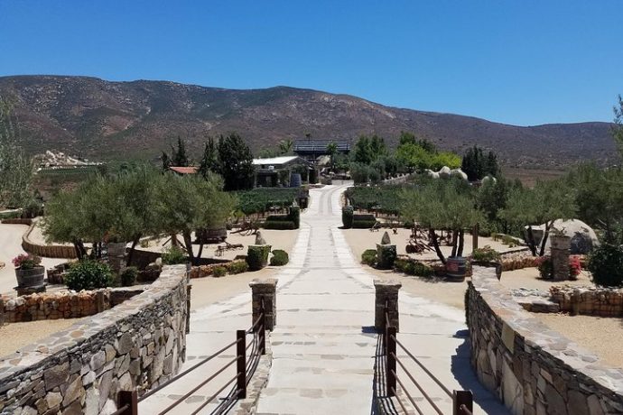 Uncork Baja’s Bounty: All-Inclusive Valle de Guadalupe Wine Tour with Baja Society Tours