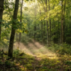 How to Plan a Screen-Free Weekend in the Tennessee Woods?