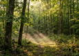 How to Plan a Screen-Free Weekend in the Tennessee Woods?